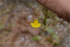 Utricularia exoleta